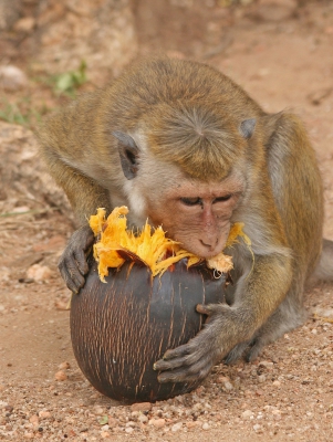 Monkey Feeding Time